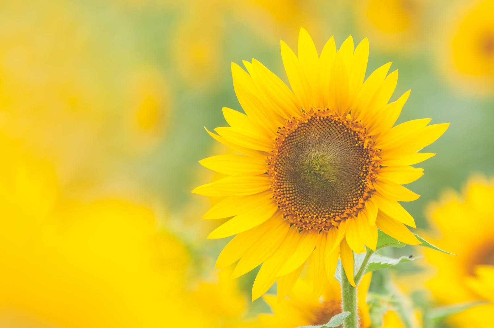 サブスライダー05 - スライド 1